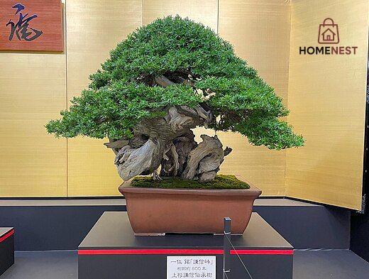 Home Decor Plants